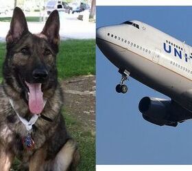 United Airlines Flubs Again; Mistakenly Sends Family Dog To Japan