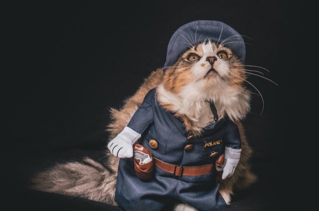 thanks to twitter troy is getting a police cat