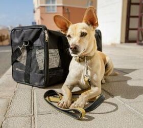 U.S. Senators Introduce Legislation To Protect Pets In Air