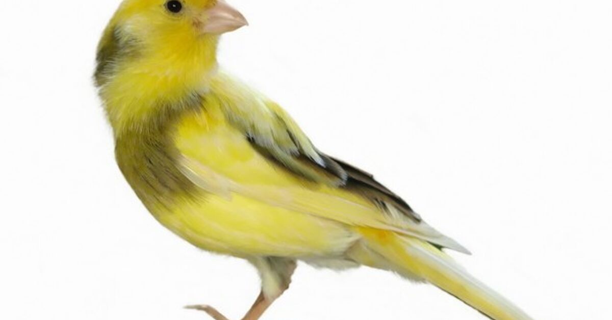 American Singer Canary PetGuide