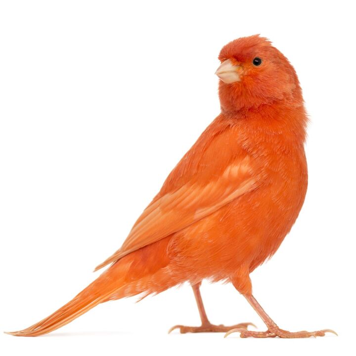 American Singer Canary PetGuide