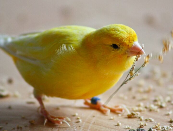 American Singer Canary PetGuide