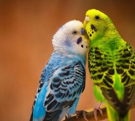 budgerigar parakeet
