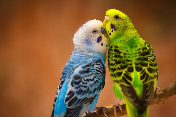 budgerigar parakeet