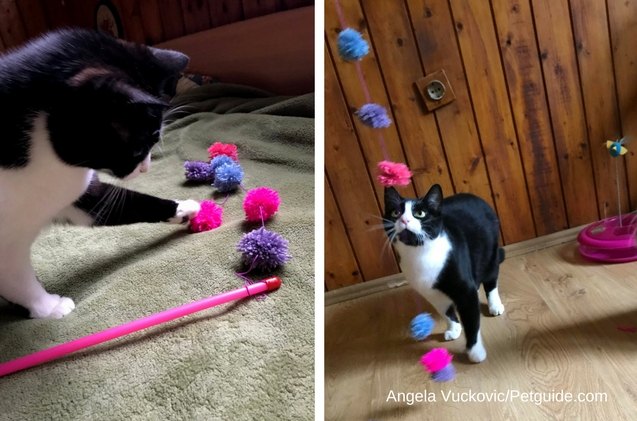 diy pom pom teaser cat toy, The photos might be blurry but the excitement is apparent Thank you Zaza for accepting this modelling gig