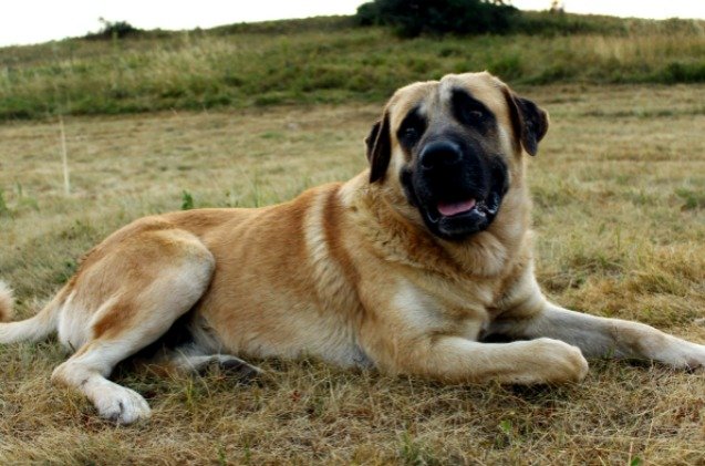 Cão De Gado Transmontano: Unveil the Majestic Mastiff!