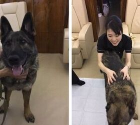 After Being Mistakenly Sent to Japan, Dog Gets Home on a Private Jet