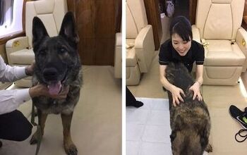 After Being Mistakenly Sent to Japan, Dog Gets Home on a Private Jet