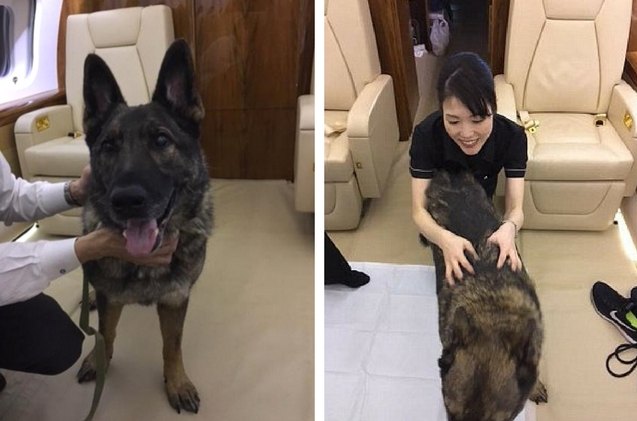 after being mistakenly sent to japan dog gets home on a private jet