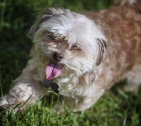 Sheltie shih tzu clearance mix for sale