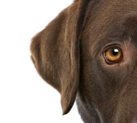 A Short Guide to Eye Diseases in Dogs