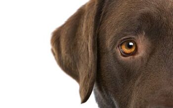 A Short Guide to Eye Diseases in Dogs
