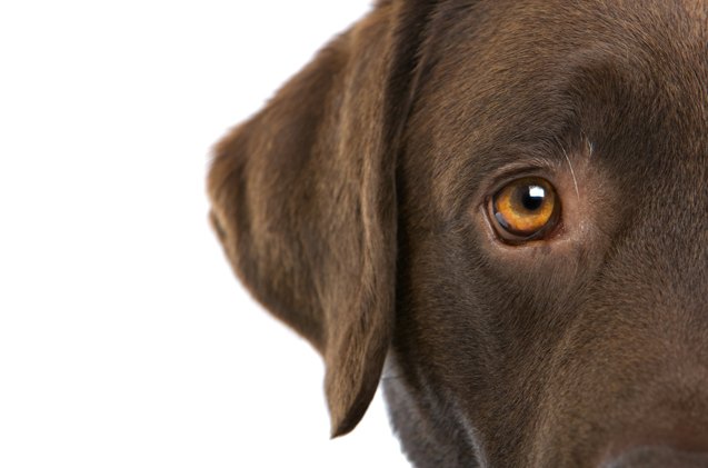 a short guide to eye diseases in dogs
