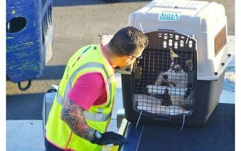 New Airplane Pet Monitoring System Gives Pet Parents Peace of Mind