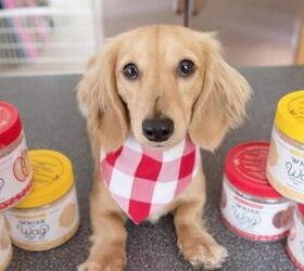 Global Pet Expo: Homemade Treat Mixes Will Have Your Dog Wagging While