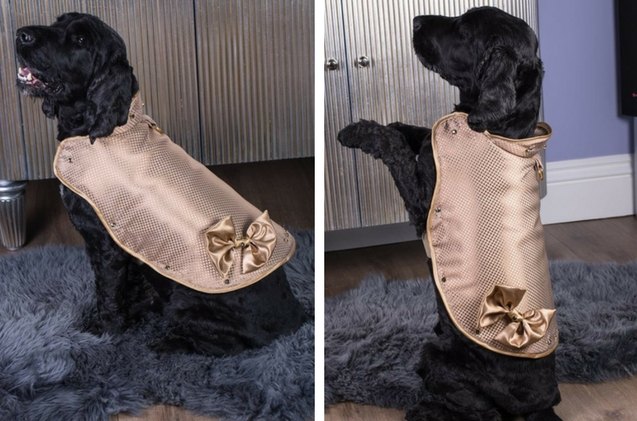 this 1 5 million dog jacket is made from real gold and diamonds