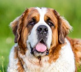 Top 10 Mellow Dog Breeds Information and Pictures - PetGuide | PetGuide