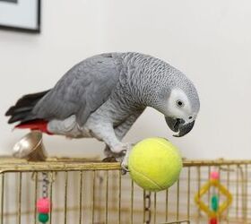 African grey best sale parrot pet