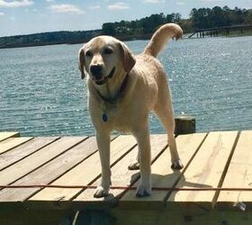 An Extremely Good Boy Saves Drowning Stranger in South Carolina