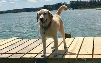 An Extremely Good Boy Saves Drowning Stranger in South Carolina