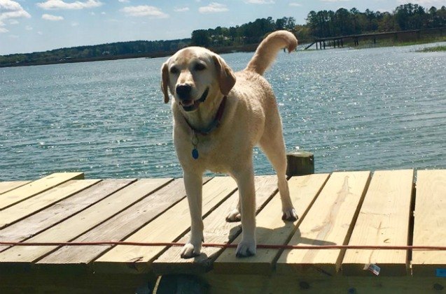 an extremely good boy saves drowning stranger in south carolina