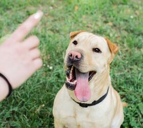 “I Said ‘Sit’!” Help Your Dog Respond to Cues Outdoors