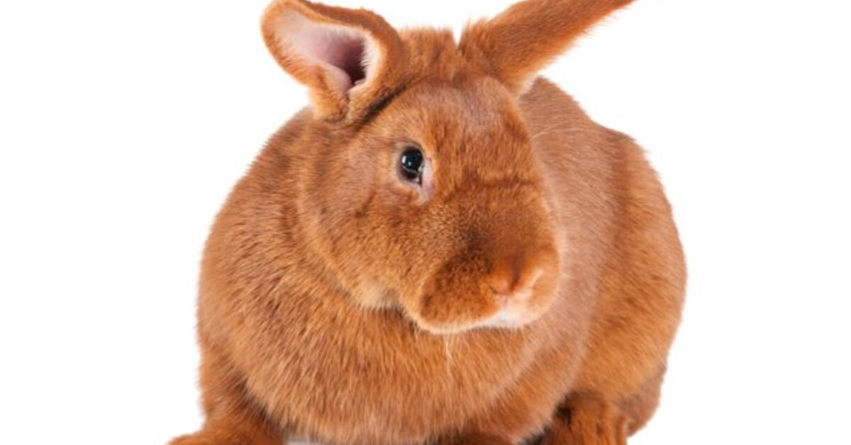 New Zealand Red Rabbit Information and Pictures - PetGuide | PetGuide
