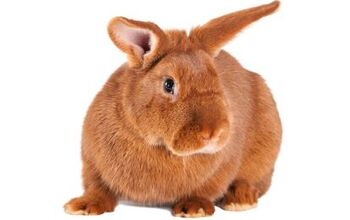 Rabbit Breeds | PetGuide
