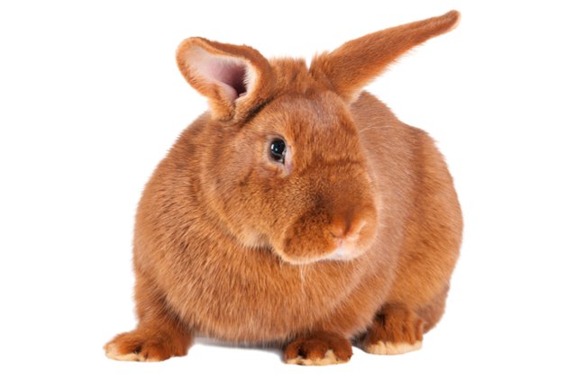 New Zealand Red Rabbit Information and Pictures - PetGuide | PetGuide