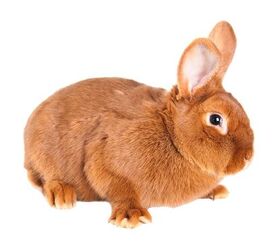 New zealand hot sale rabbit