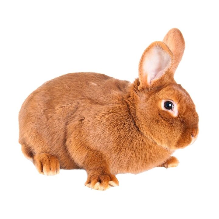 New Zealand Red Rabbit Information and Pictures - PetGuide | PetGuide