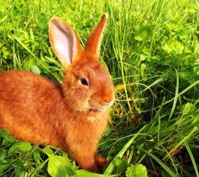 new zealand red rabbit