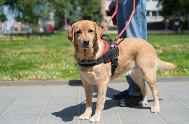 washington state fights service dog fraud with new bill
