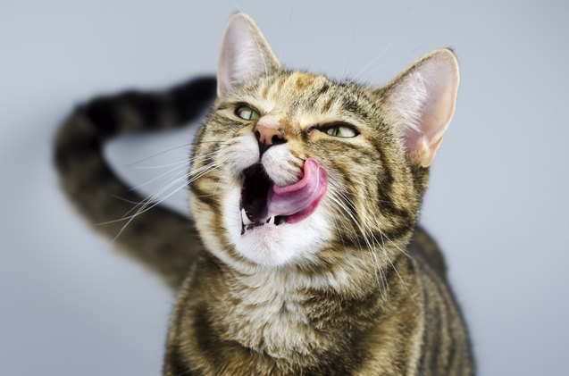 why you should make your cat work for her food