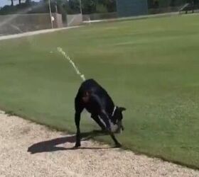 dog checking stadium sprinklers gets a mouthful video