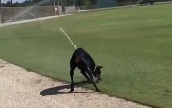 Dog Checking Stadium Sprinklers Gets A Mouthful [Video]