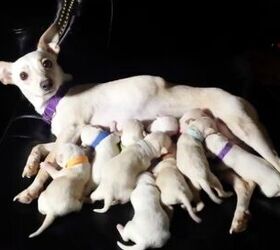 Chihuahua May Break World Record With Birth of 11 Puppies [Video]