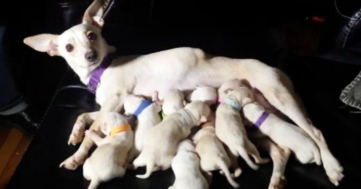 Do Dogs Take Breaks During Labor