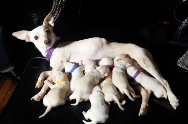chihuahua may break world record with birth of 11 puppies video