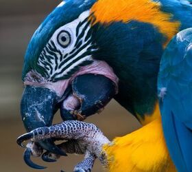 blue throated macaw