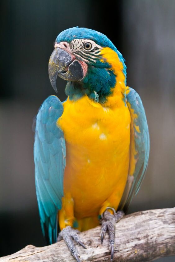 Illustration of Indoor Blue Throated Macaw Aviaries