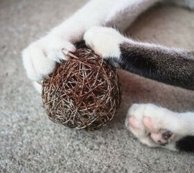 Canadian Veterinarian Medical Association Opposes Declawing In Cats