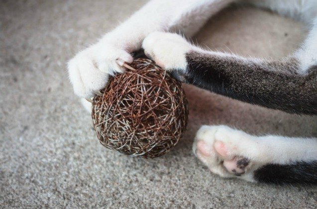 canadian veterinarian medical association opposes declawing in cats