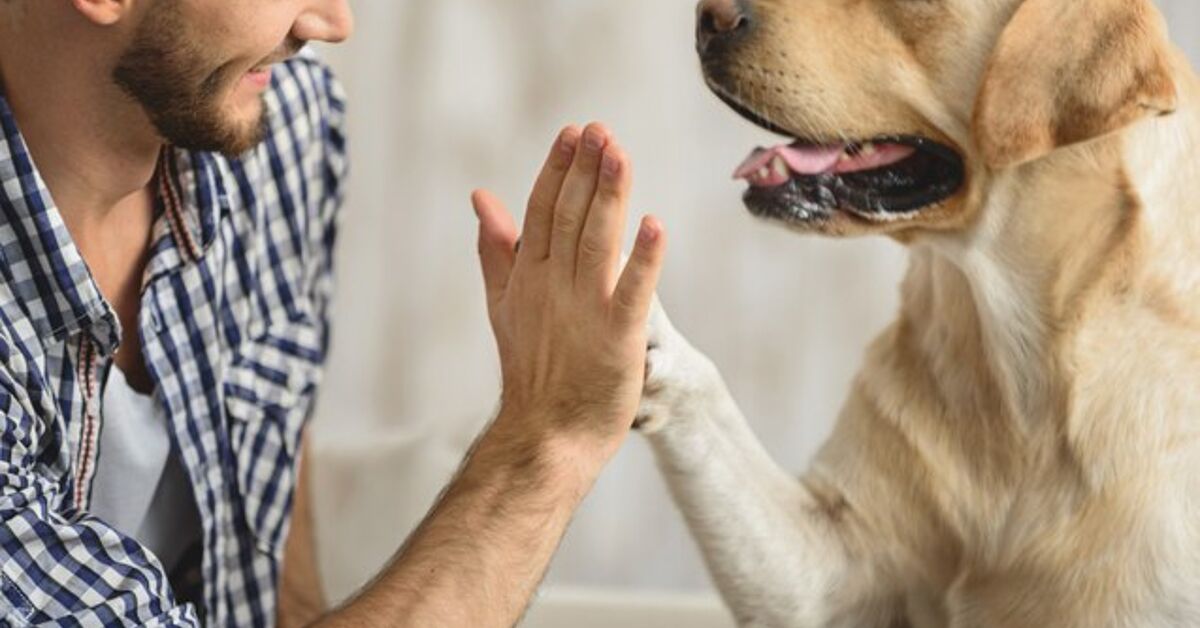 Pet Valu's Paper PAWS to Raise Funding for Pets in Need ...