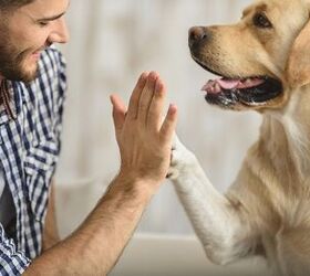 Pet Valu’s Paper PAWS to Raise Funding for Pets in Need