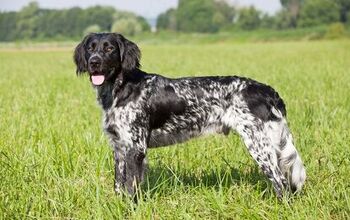 Large Münsterländer