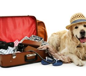 Have Paws, Will Travel? A UK Company Is Employing Dog Bloggers