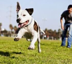boise idaho tops list of best cities for dog parks