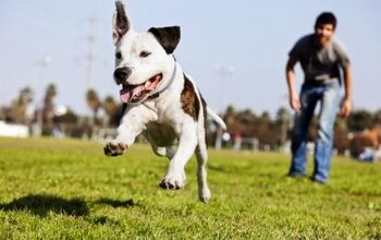 Boise, Idaho Tops List Of Best Cities For Dog Parks
