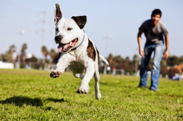 boise idaho tops list of best cities for dog parks